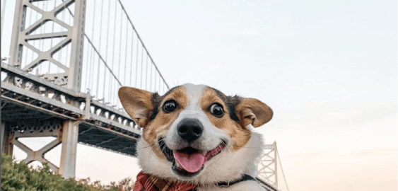 mobile landing cover image