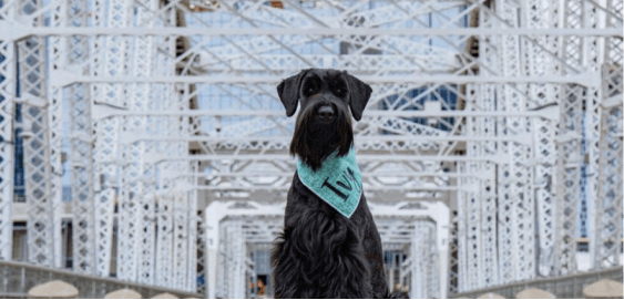 mobile landing cover image