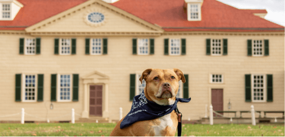 mobile landing cover image