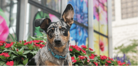 mobile landing cover image