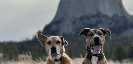 mobile landing cover image