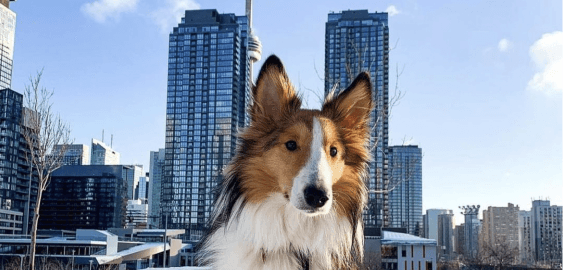 mobile landing cover image