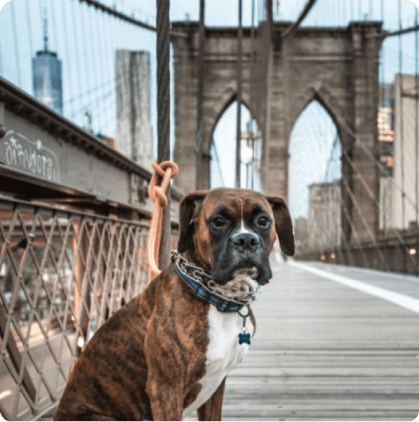 desktop landing cover