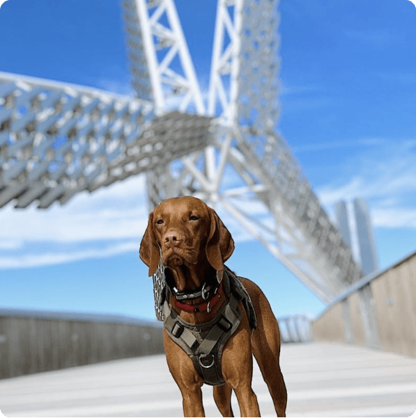 desktop landing cover