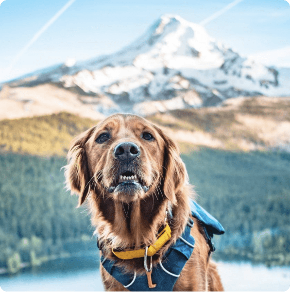 desktop landing cover