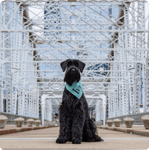 desktop landing cover