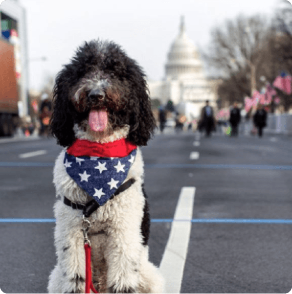 desktop landing cover