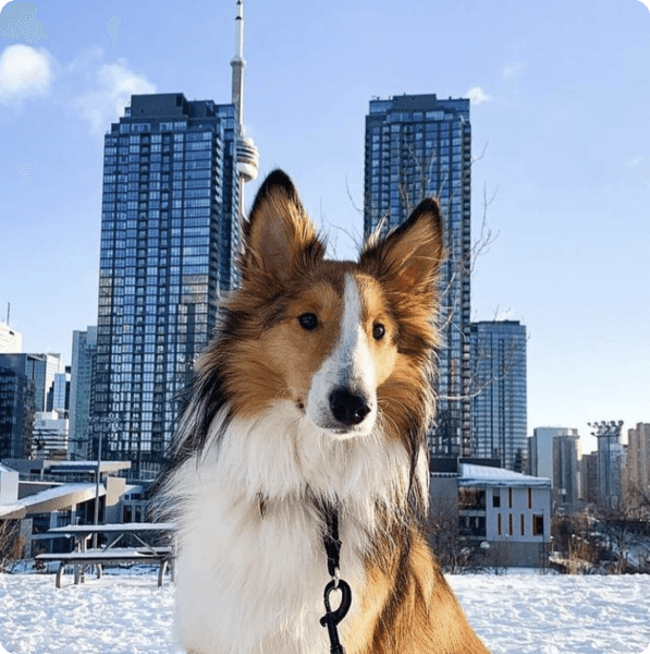 desktop landing cover