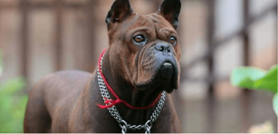 mobile landing cover image