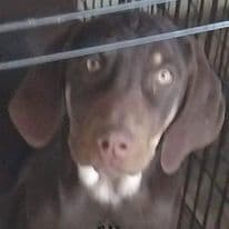 BB - Catahoula Leopard Dog Male