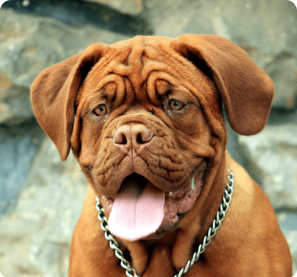 desktop landing cover