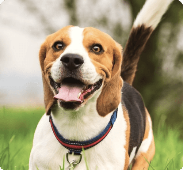 desktop landing cover