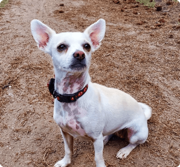 desktop landing cover