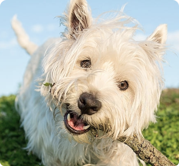 West Highland White Terrier dog