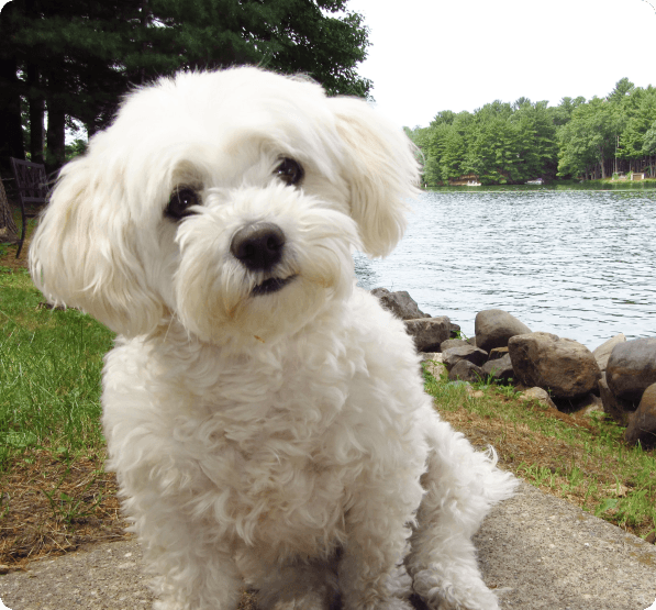 desktop landing cover