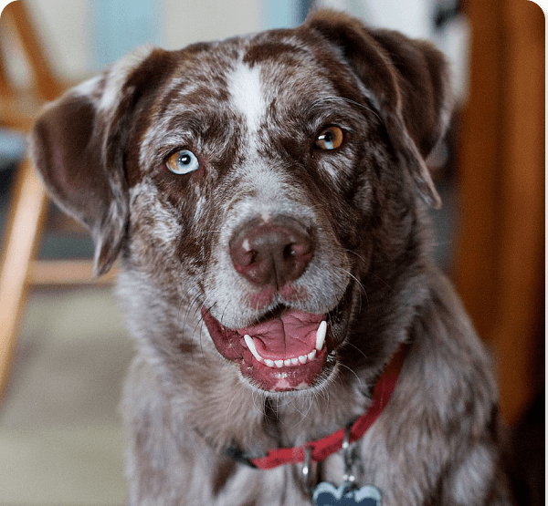 desktop landing cover