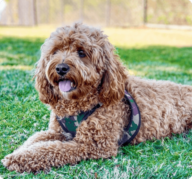 desktop landing cover