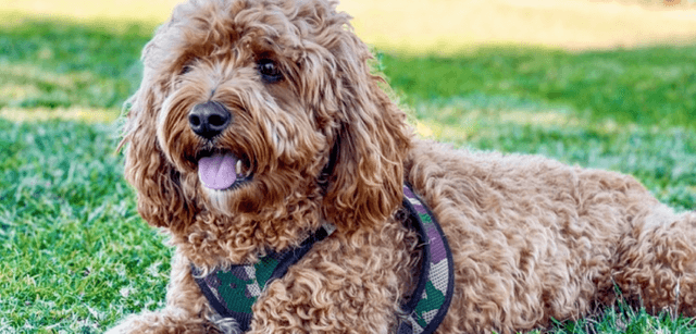 mobile landing cover image