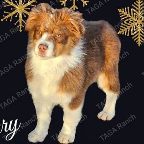 Rustic - Australian Shepherd Male