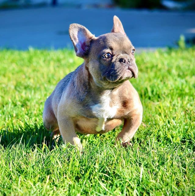 Rex - French Bulldog Male