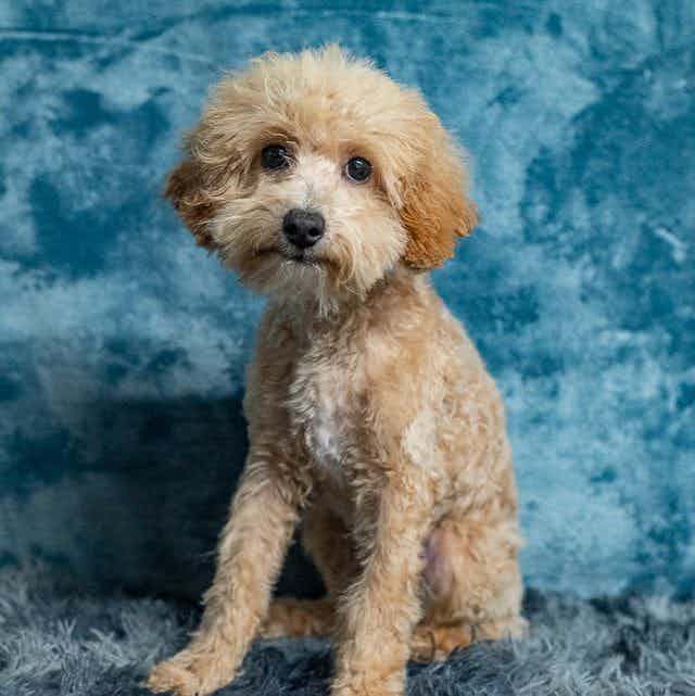 Teddy - Toy Poodle Male
