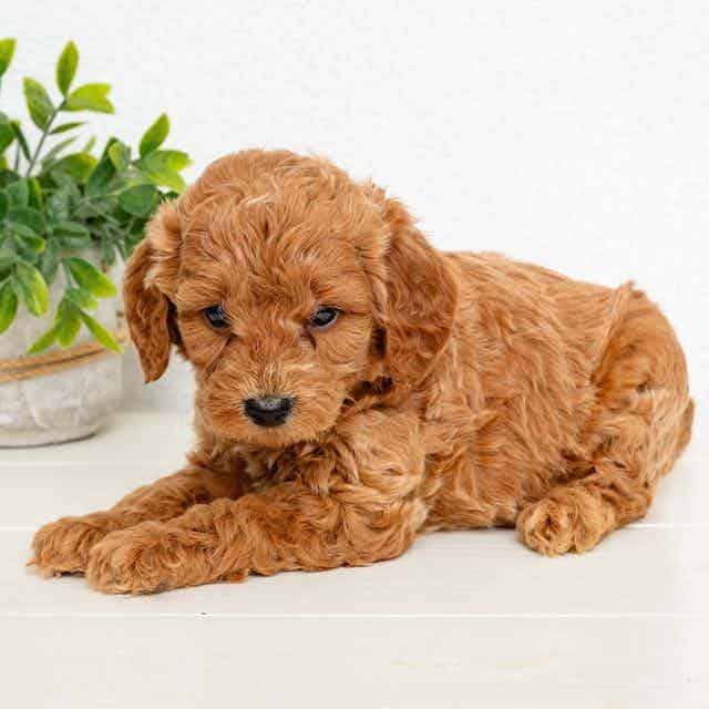 Ace - Goldendoodle Male