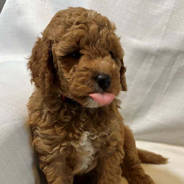 Dash's Red Boy - Bernedoodle Male