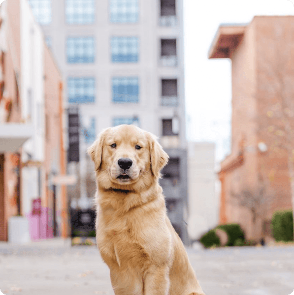 desktop landing cover