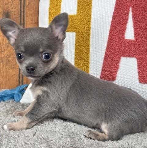 Elsa - Chihuahua Female