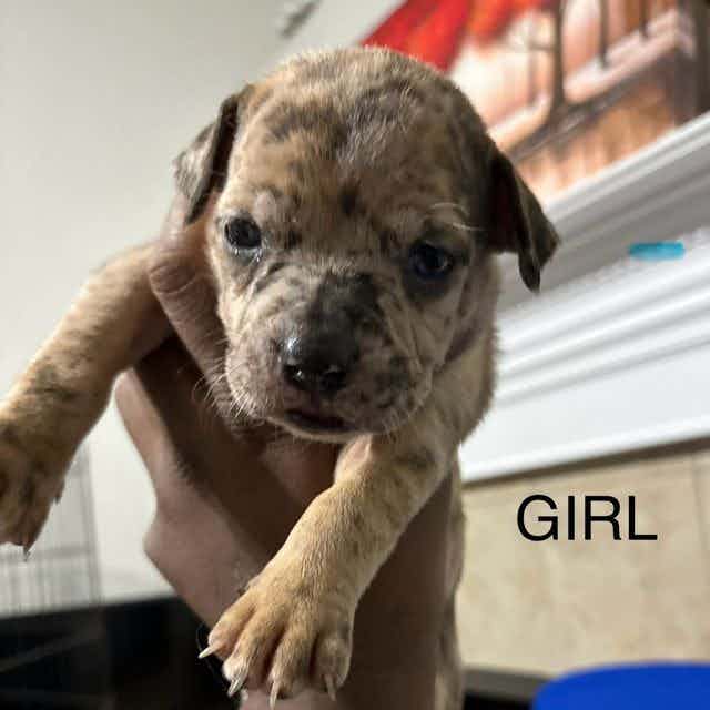 Girl A - American Pit Bull Terrier Female