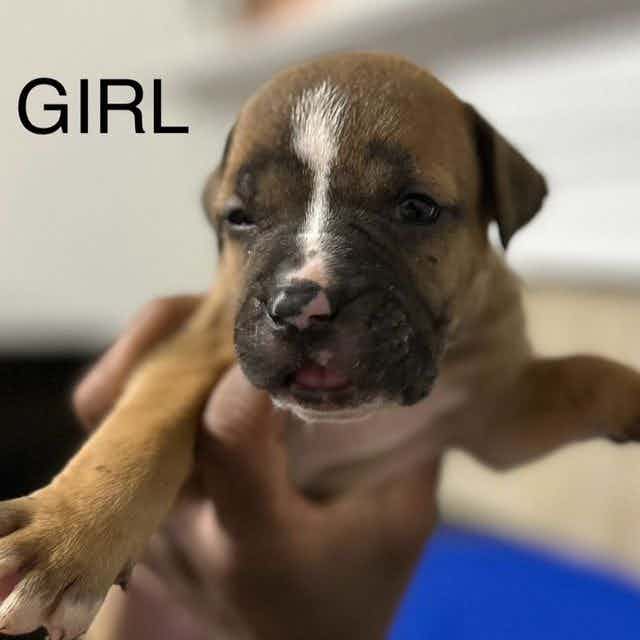 Girl C - American Pit Bull Terrier Female