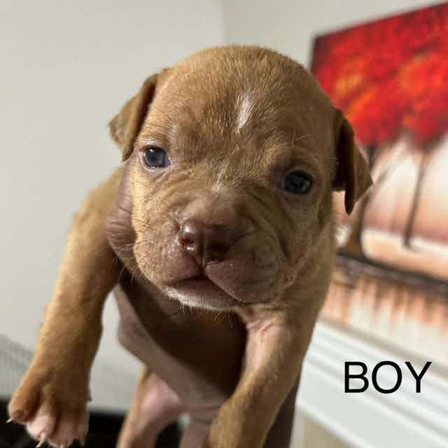 Boy C - American Pit Bull Terrier Female