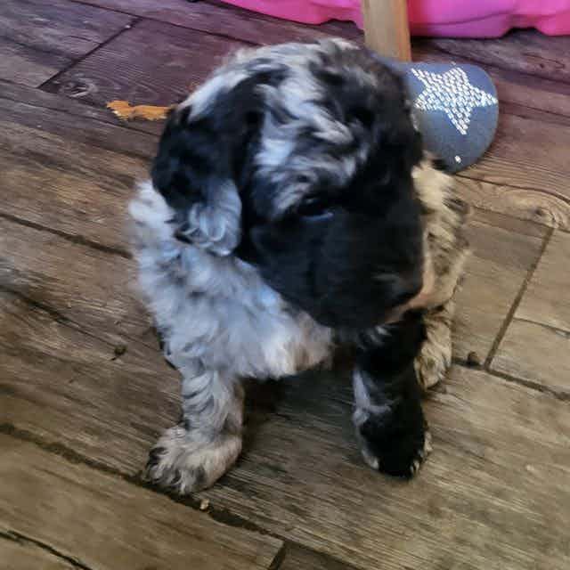 Dos - Aussiedoodle Male