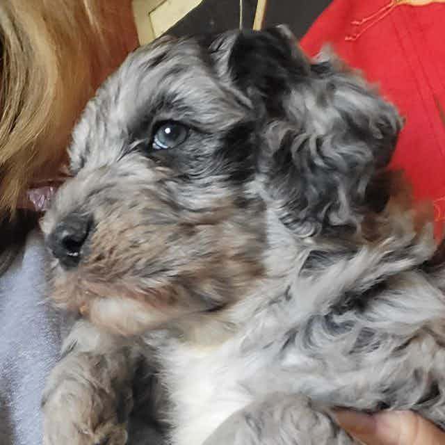 Trace - Aussiedoodle Male