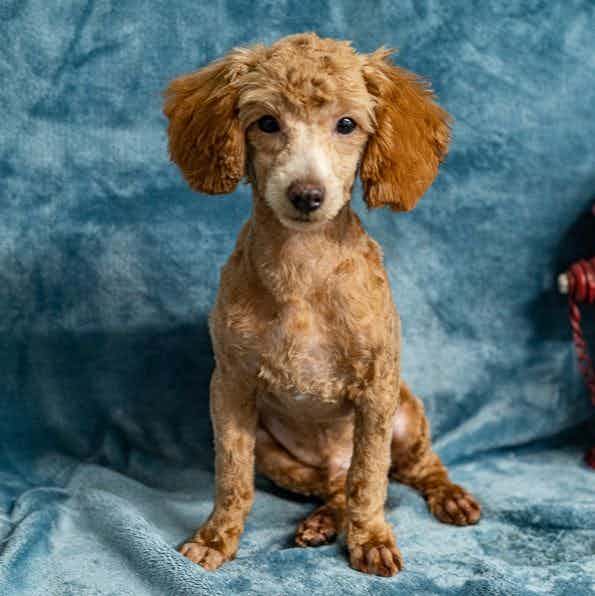 Rayden - Toy Poodle Male