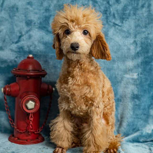 Rollins - Toy Poodle Male