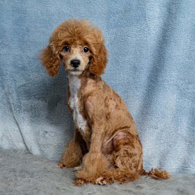 Rover - Toy Poodle Male