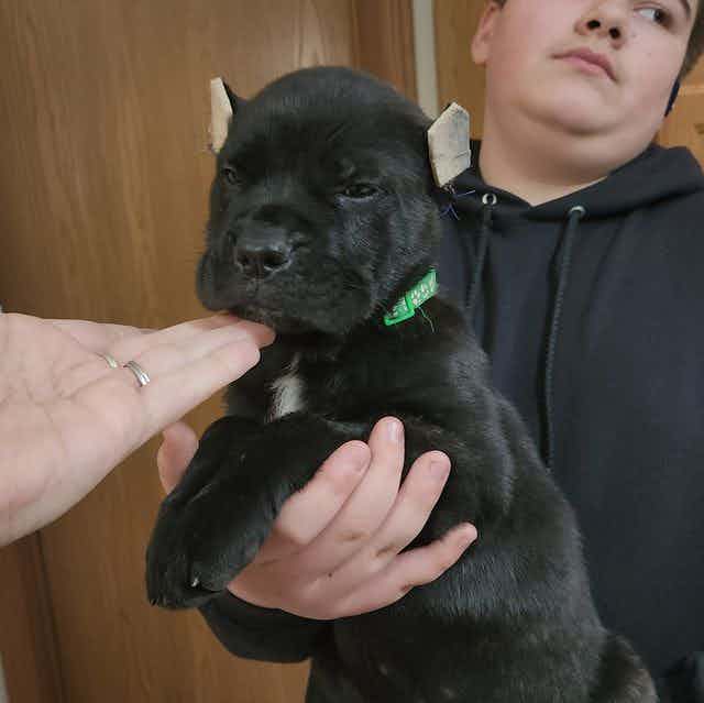 Forest Green  - Cane Corso Male