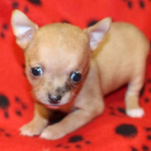 GILLY - Chihuahua Female