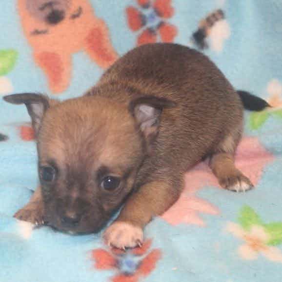 GRANT - Chihuahua Male