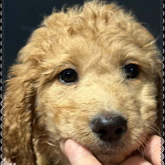 Neon Green - Goldendoodle Female