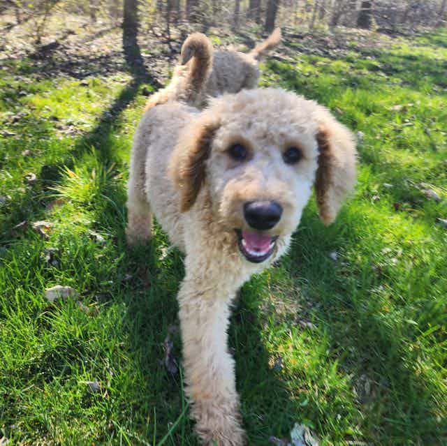 Teddy - Goldendoodle Male