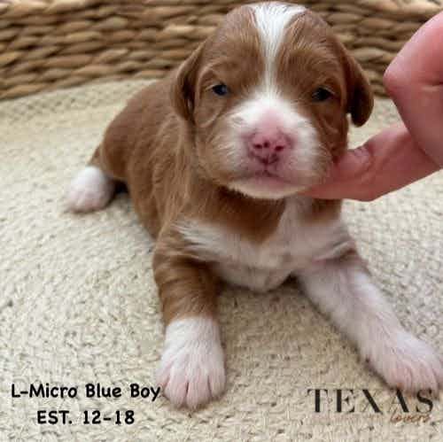 Micro Blue Boy - Goldendoodle Male