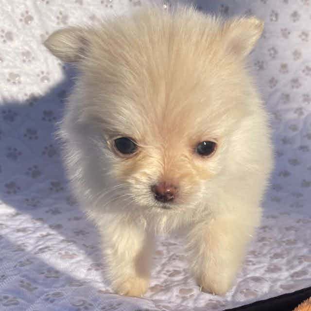 Cream Girl 1 - Pomeranian Female