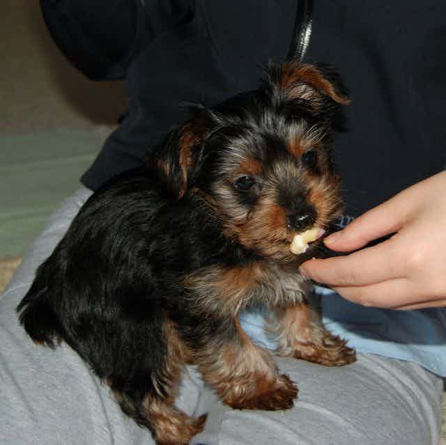 clement - Yorkshire Terrier Female