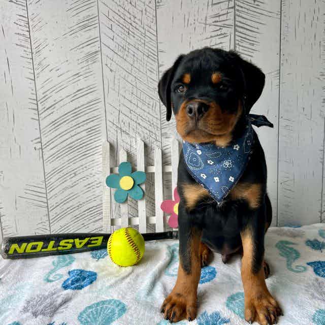 Brody - Rottweiler Male