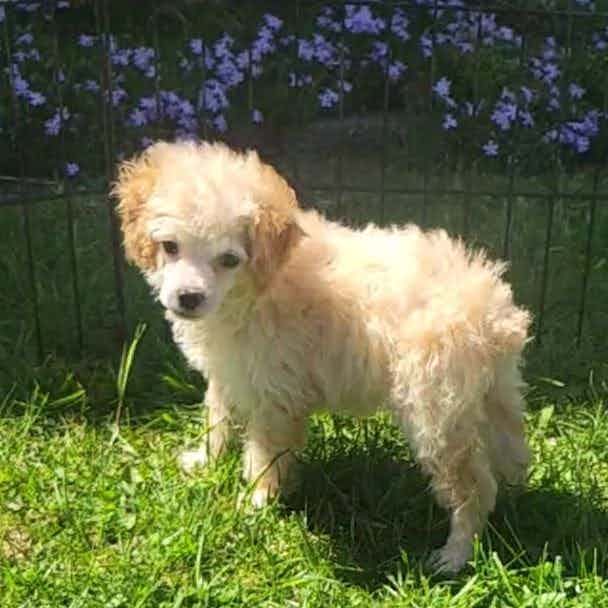 Biscuit - Toy Poodle Male