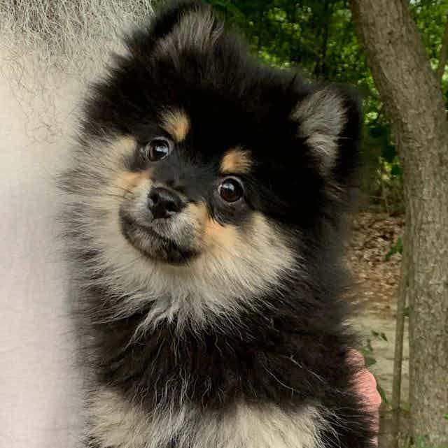 Jagger - Pomeranian Male