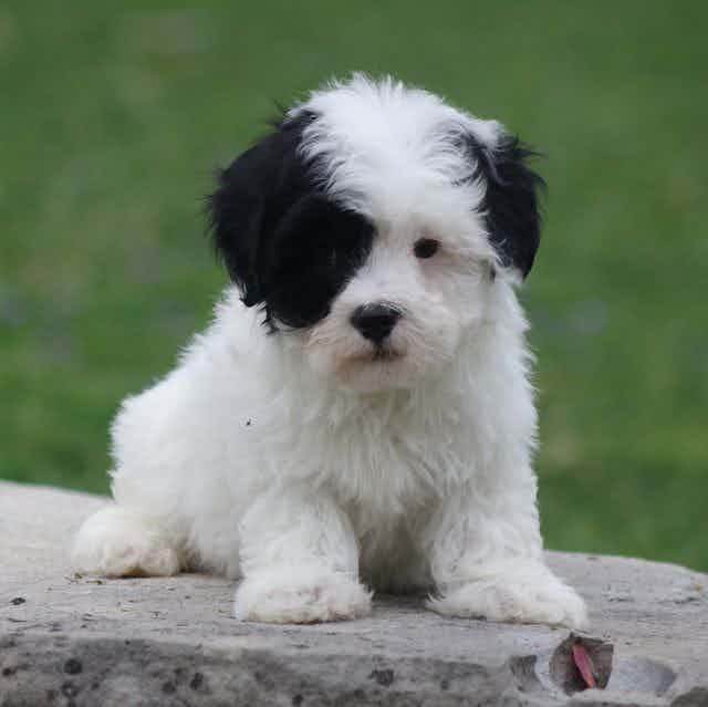 Patch - Maltipoo Male