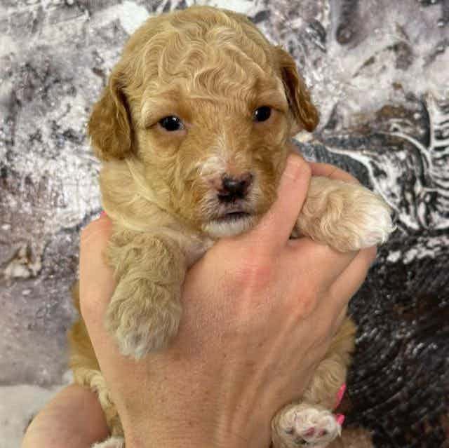 A Micro Green B - Goldendoodle Male